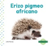 Erizo_pigmeo_africano