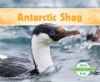 Antarctic_shag