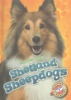 Shetland_sheepdogs