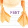 Feet