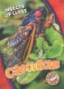 Cicadas