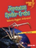 Japanese_spider_crabs