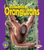 Climbing_orangutans