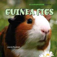 Guinea_pigs