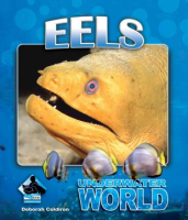 Eels