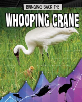 Bringing_back_the_whooping_crane