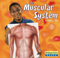 The_muscular_system