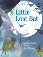 Little_lost_bat