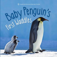 Baby_penguin_s_first_waddles