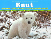 Knut