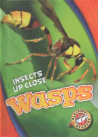 Wasps