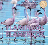 Flamingos__