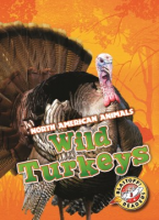 Wild_turkeys