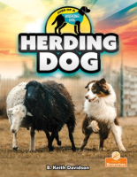 Herding_dog