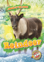 Reindeer