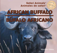 African_buffalo__