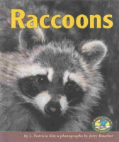 Raccoons