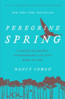 Peregrine_spring