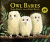 Owl_babies