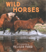 Wild_horses