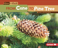 From_cone_to_pine_tree