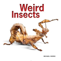 Weird_insects