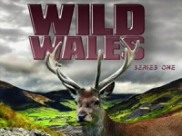 Wild_Wales