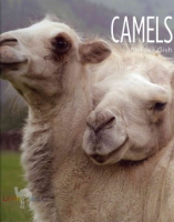 Camels